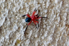 Ambicodamus crinitus