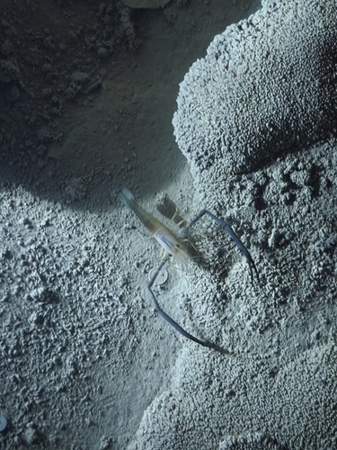 Macrobrachium lar observed 2026-10-23