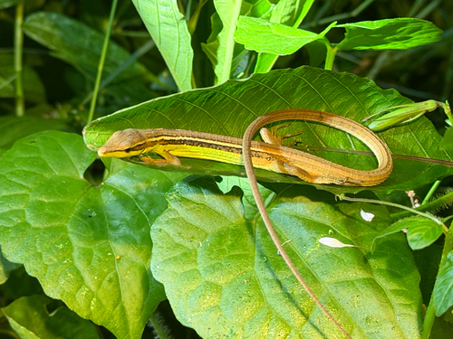Takydromus sexlineatus observed 2026-10-22