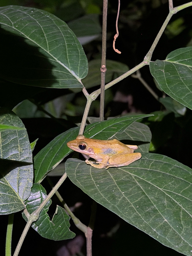 Chalcorana chalconota observed 2026-10-22