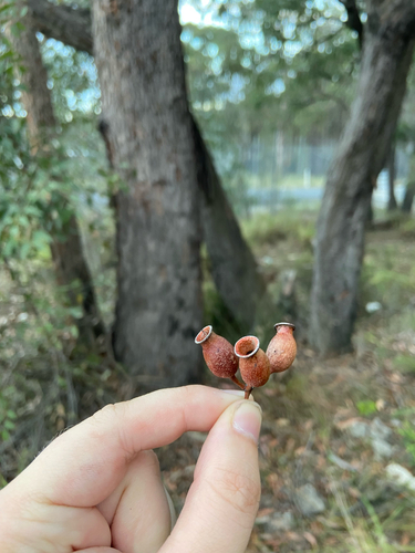 Corymbia gummifera observed 2026-10-23