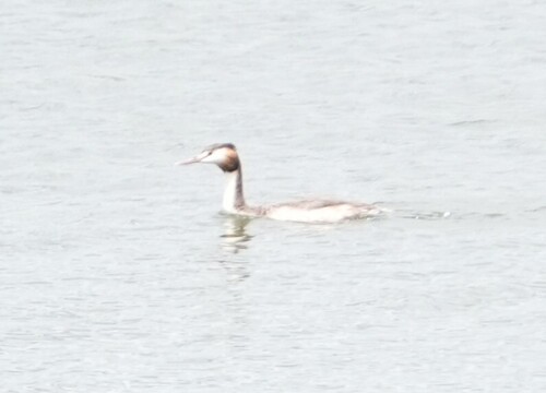 iNaturalist image