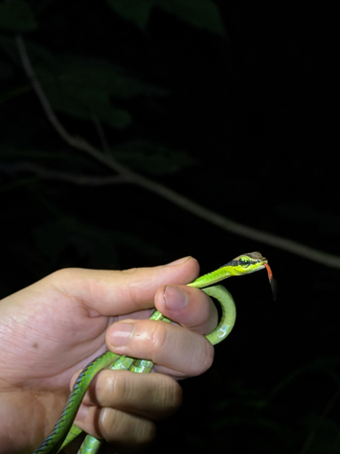 Dendrelaphis formosus observed 2026-10-22