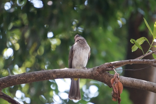 iNaturalist image