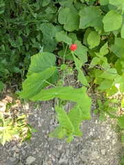 Malvaviscus arboreus drummondii