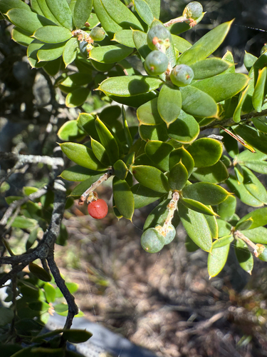 Monotoca elliptica observed 2026-10-23
