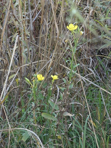 Oenothera parviflora, 2026-10-21