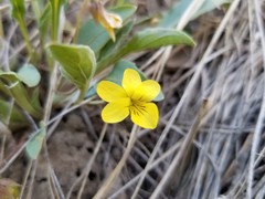 Viola nuttallii