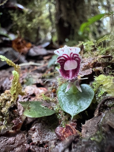 Corybas carinatus observed 2026-01-30