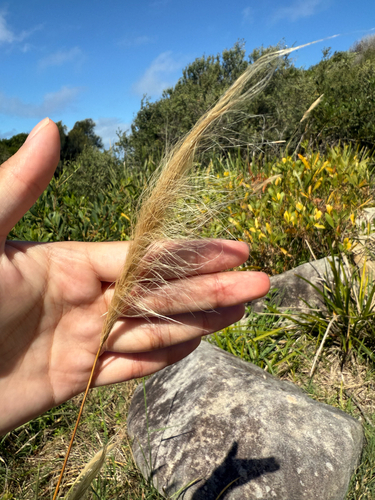 Dichelachne crinita observed 2026-10-23