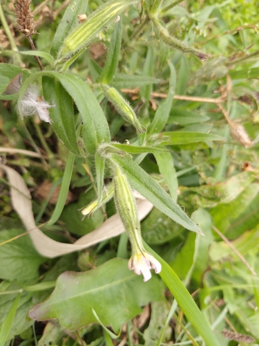 Silene noctiflora observed 2026-10-23