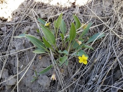 Viola nuttallii