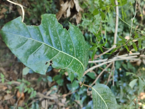 Ficus septica observed 2026-10-23