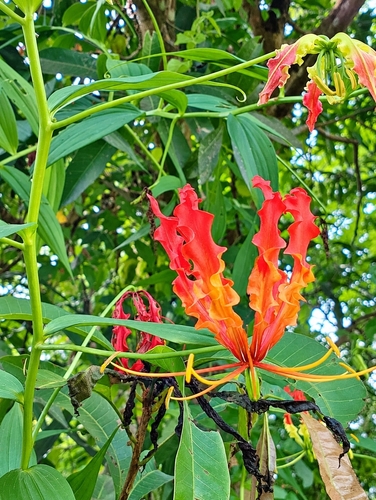 Gloriosa superba observed 2026-10-23