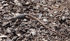 Aspidoscelis sonorae