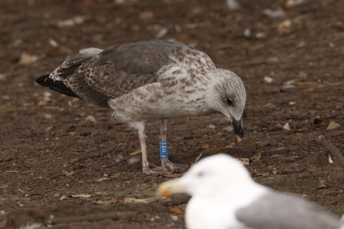iNaturalist image