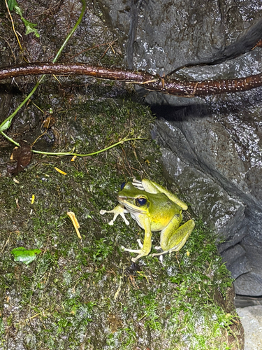 Odorrana hosii observed 2026-10-21