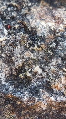 Thelocarpon laureri