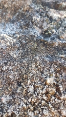 Thelocarpon laureri