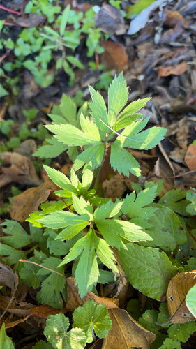 Ranunculus cantoniensis observed 2026-10-18