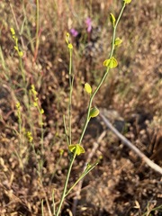 Streptanthus polygaloides