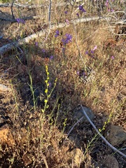 Streptanthus polygaloides