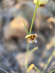 Streptanthus polygaloides