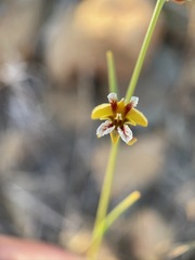 Streptanthus polygaloides