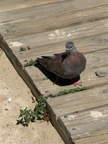 iNaturalist image