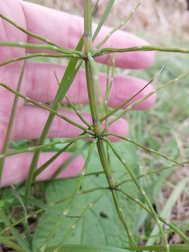 Equisetum palustre observed 2026-10-23