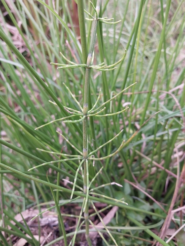 Equisetum palustre observed 2026-10-23