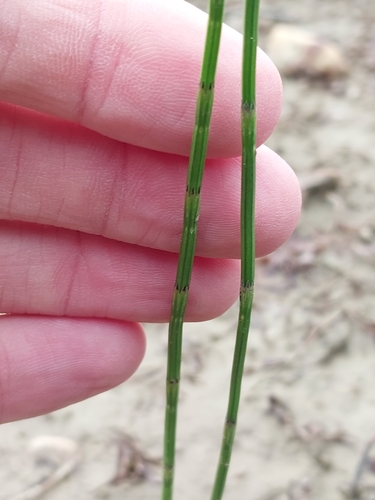 Equisetum palustre observed 2026-10-23