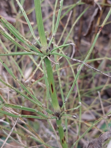 field horsetail photograph by the iNaturalist community