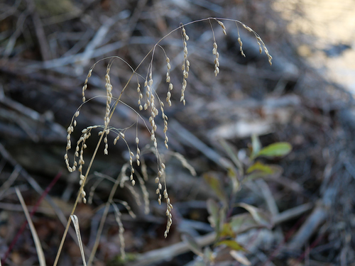 Glyceria canadensis, 2026-10-20
