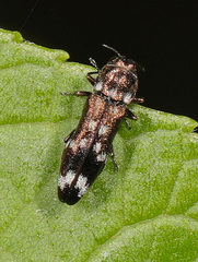 Agrilus subcinctus