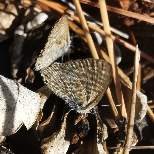 Lang's Short-tailed Blue