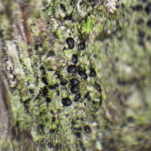 Amandinea punctata