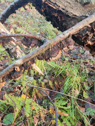 Hydnoporia tabacina observed 2026-10-23