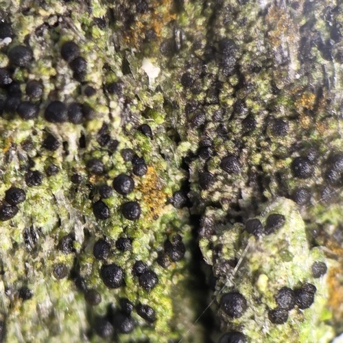 Amandinea punctata