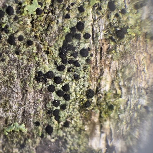 Amandinea punctata