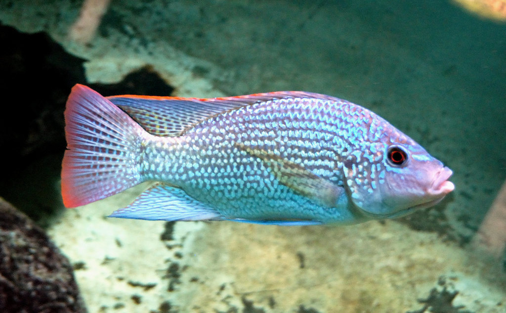 Tanganyika Tilapia