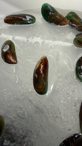 Perna viridis observed 2026-10-23