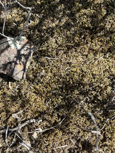 Pseudocrossidium crinitum
