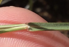 Elymus multisetus