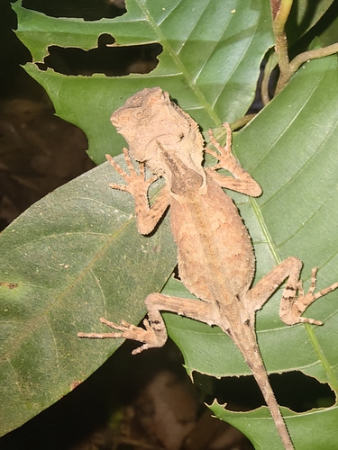 Acanthosaura, 2026-10-23
