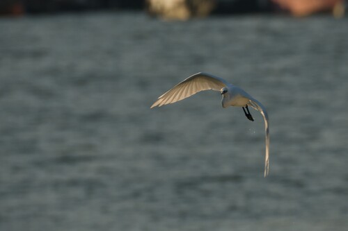 iNaturalist image
