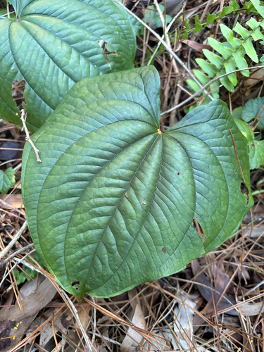 Dioscorea bulbifera observed 2026-10-23