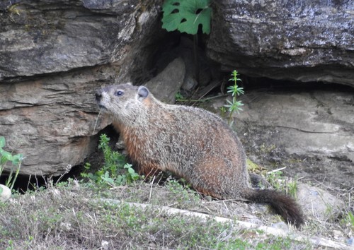Groundhog, photo 10 of 10