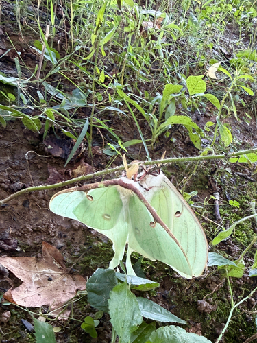 North American Luna Moth photograph by the iNaturalist community