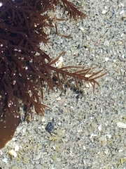 Cryptosiphonia woodii